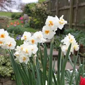 Sir Winston Churchill Daffodil (Narcissus Sir Winston Churchill) Img 3
